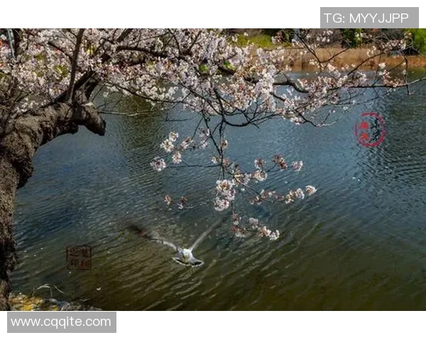 樱花队与东京队激战正酣比分结果揭晓精彩瞬间回顾